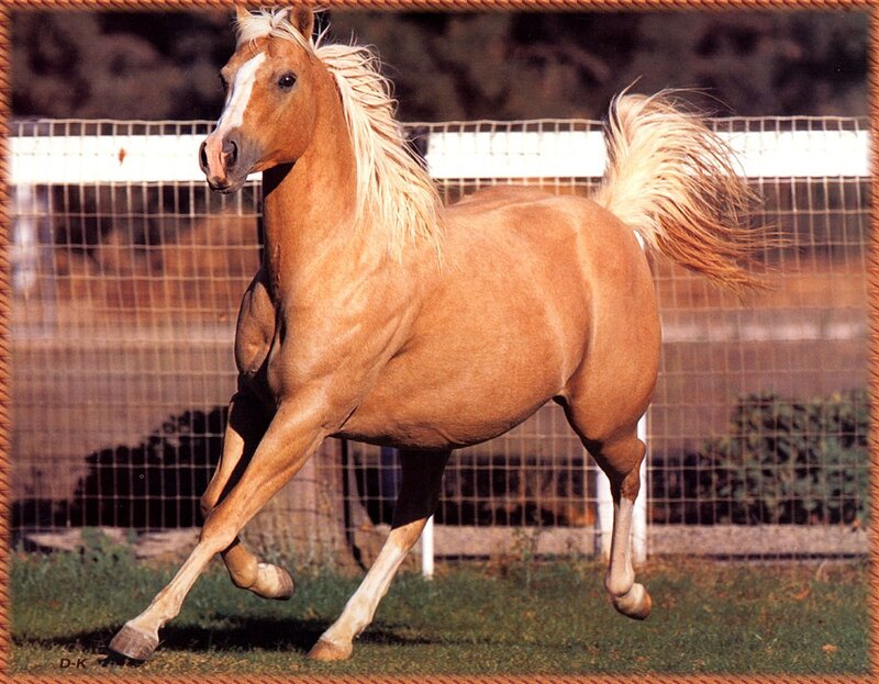 Chestnut Horse Running — Brown, Dynamic, Afternoon, Photograph, Fence, Grass, Tail