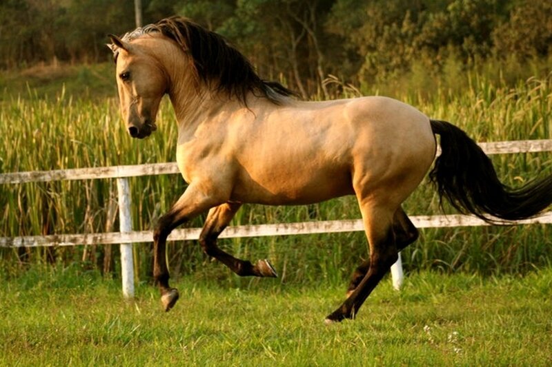 Chestnut Horse Running — Brown, Dynamic, Afternoon, Photograph, Fence, Grass