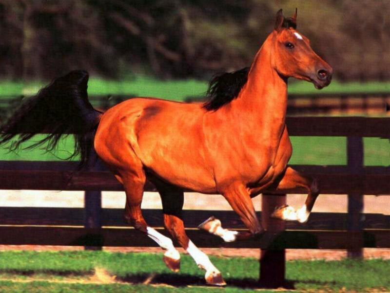 Chestnut Horse Running — Brown, Dynamic, Afternoon, Photograph, Fence, Grass, Trees