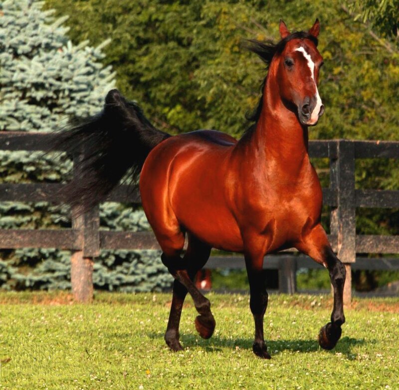 Chestnut Horse Running — Brown, Dynamic, Afternoon, Photograph, Fence, Tree