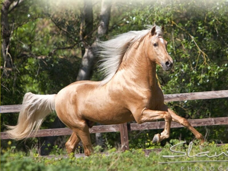 Chestnut Horse Running — Brown, Dynamic, Afternoon, Photograph, Fence, Trees, Grass