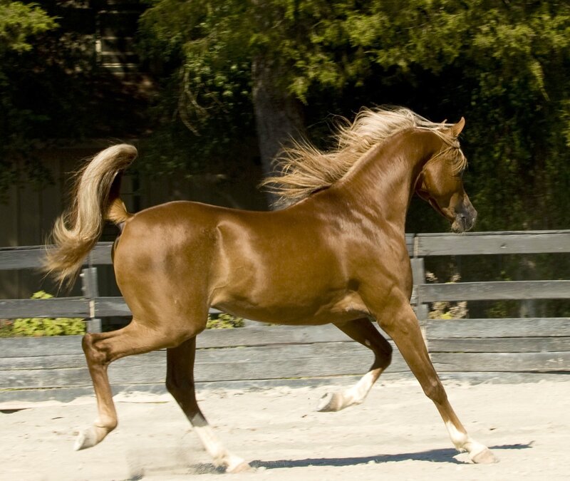 Chestnut Horse Running — Brown, Dynamic, Afternoon, Photograph, Fence, Trees