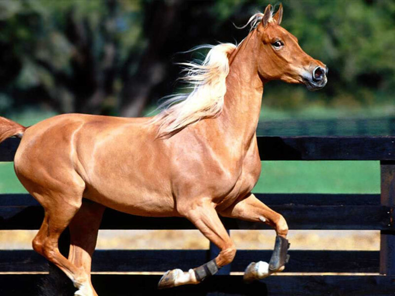 Chestnut Horse Running — Brown, Dynamic, Afternoon, Photograph, Fence, Trees, White