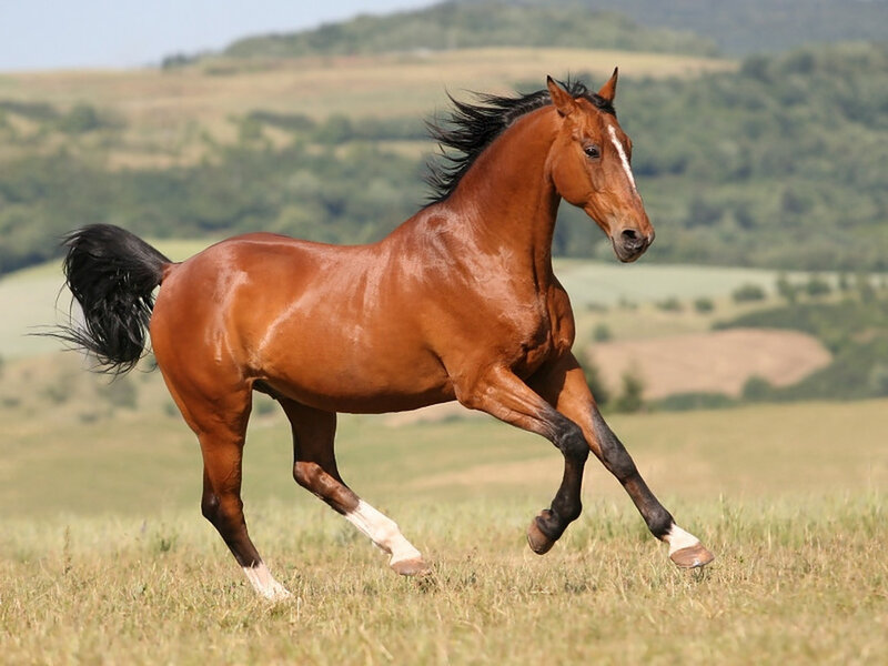 Chestnut Horse Running — Brown, Dynamic, Afternoon, Photograph, Field, Hills