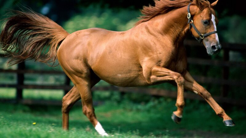 Chestnut Horse Running — Brown, Dynamic, Afternoon, Photograph, Grass, Fence, Tail