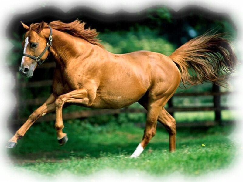 Chestnut Horse Running — Brown, Dynamic, Afternoon, Photograph, Grass, Fence