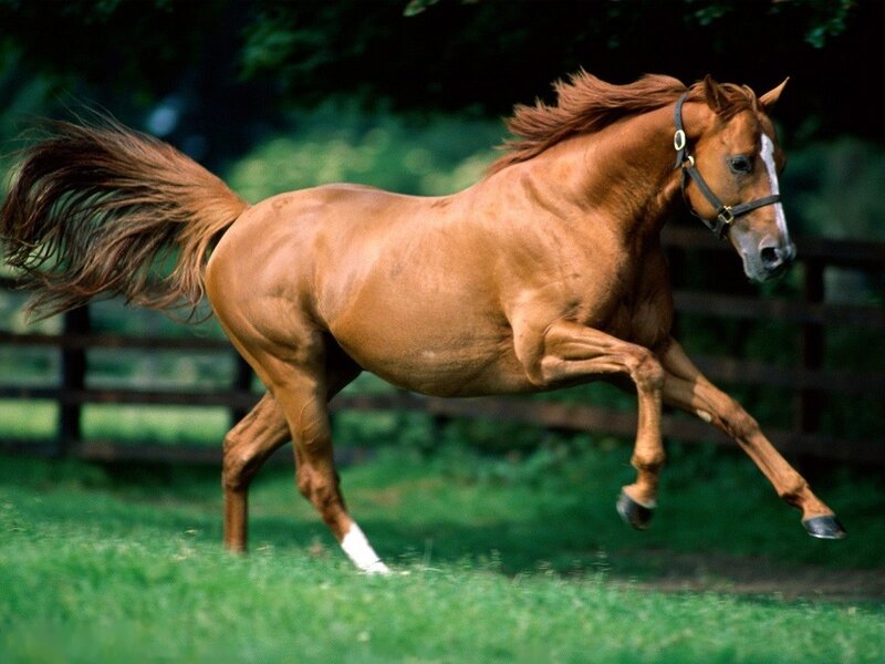 Chestnut Horse Running — Brown, Dynamic, Afternoon, Photograph, Grass, Fence, Trees