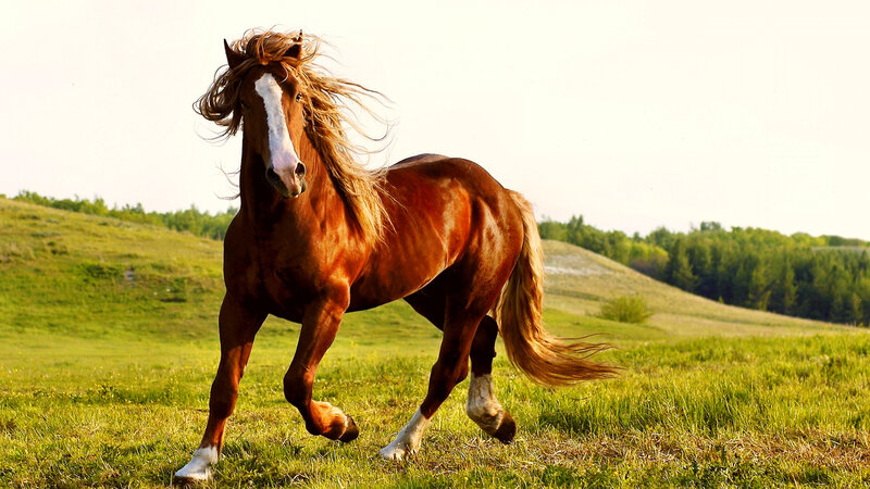Chestnut Horse Running — Brown, Dynamic, Afternoon, Photograph, Grass Field, Hills
