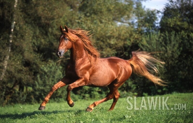 Chestnut Horse Running — Brown, Dynamic, Afternoon, Photograph, Grass