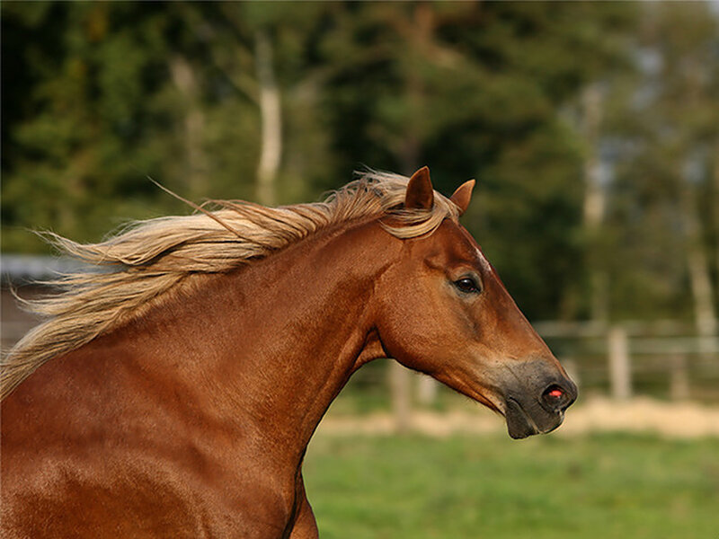 Chestnut Horse Running — Brown, Dynamic, Afternoon, Photograph, Grass, Trees, Fence