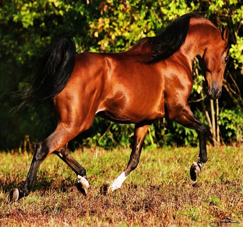 Chestnut Horse Running — Brown, Dynamic, Afternoon, Photograph, Grass, Trees