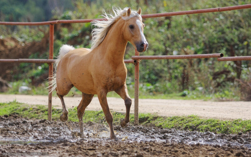Chestnut Horse Running — Brown, Dynamic, Afternoon, Photograph, Mud, Fence