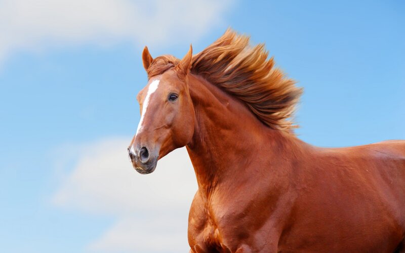 Chestnut Horse Running — Brown, Dynamic, Afternoon, Photograph, Sky