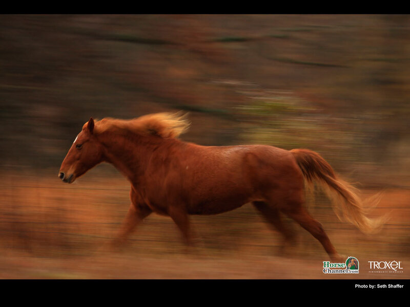 Chestnut Horse Running — Brown, Dynamic, Afternoon, Photograph