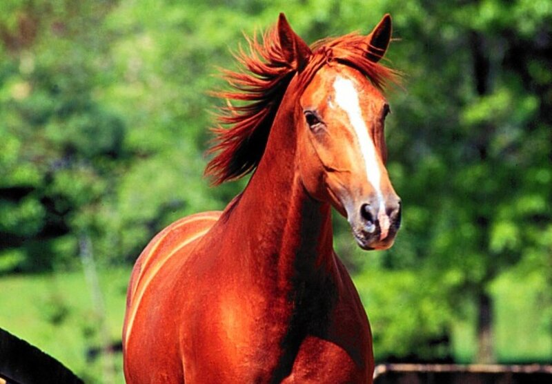 Chestnut Horse Running — Brown, Dynamic, Afternoon, Photograph, Trees, Grass, Green