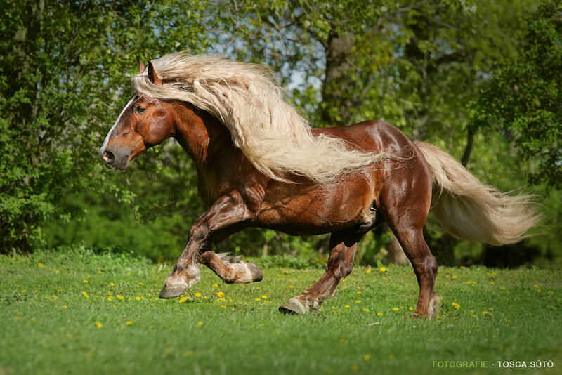 Chestnut Horse Running — Brown, Dynamic, Afternoon