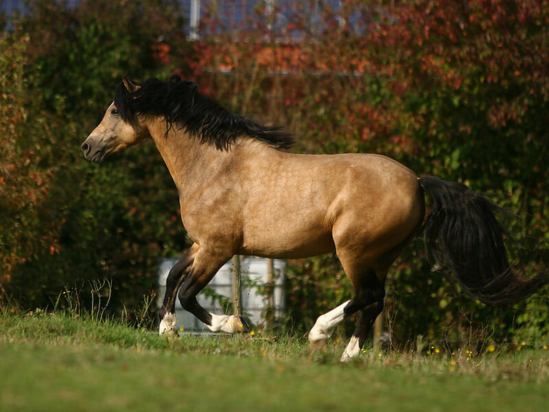 Chestnut Horse Running — Brown, Dynamic, Autumn, Photograph