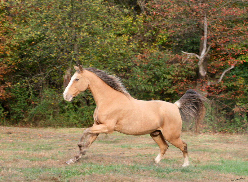 Chestnut Horse Running — Brown, Dynamic, Autumn