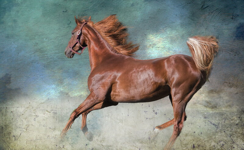 Chestnut Horse Running — Brown, Dynamic, Photograph, Bridle