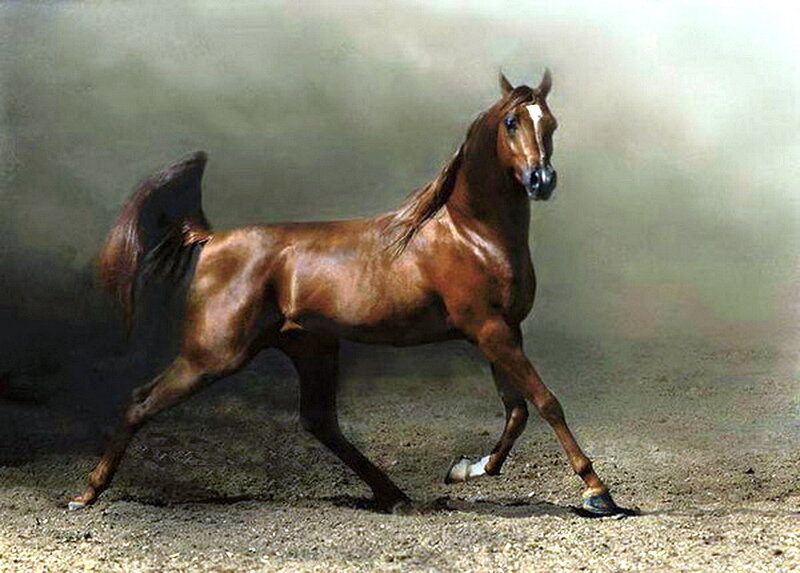 Chestnut Horse Running — Brown, Dynamic, Photograph, Dust