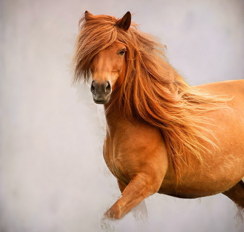 Chestnut Horse Running — Brown, Dynamic, Photograph, Mane