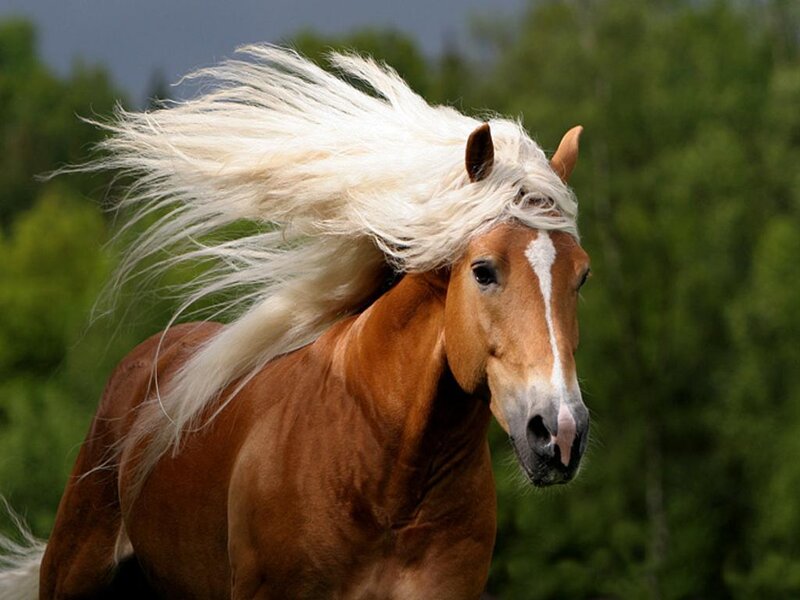 Chestnut Horse Running — Brown, Dynamic, Photograph, Trees