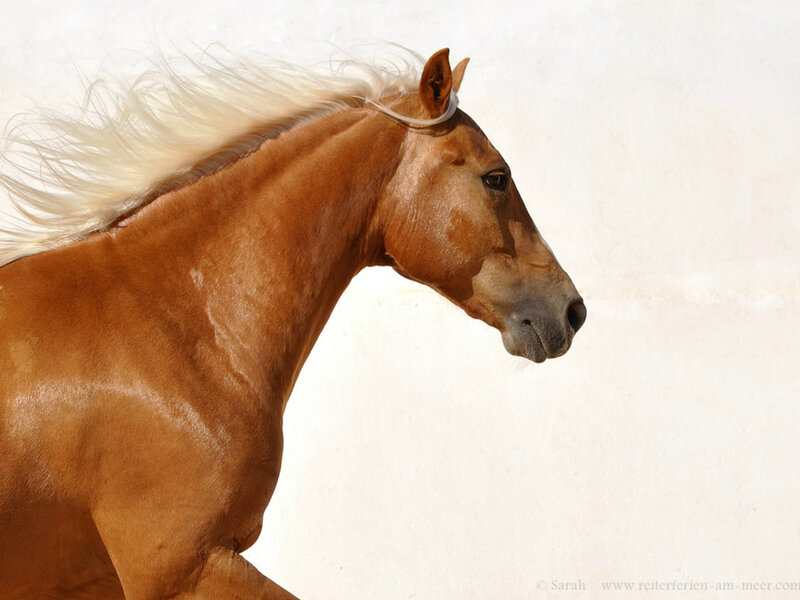 Chestnut Horse Running — Brown, Dynamic, Photograph, White Mane
