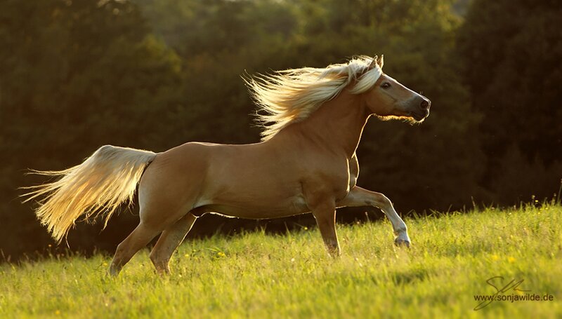 Chestnut Horse Running — Brown, Dynamic, Sunset, Photograph, Grass Field