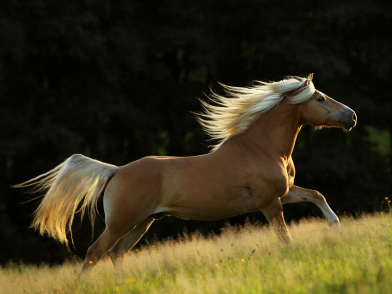 Chestnut Horse Running — Brown, Dynamic, Sunset