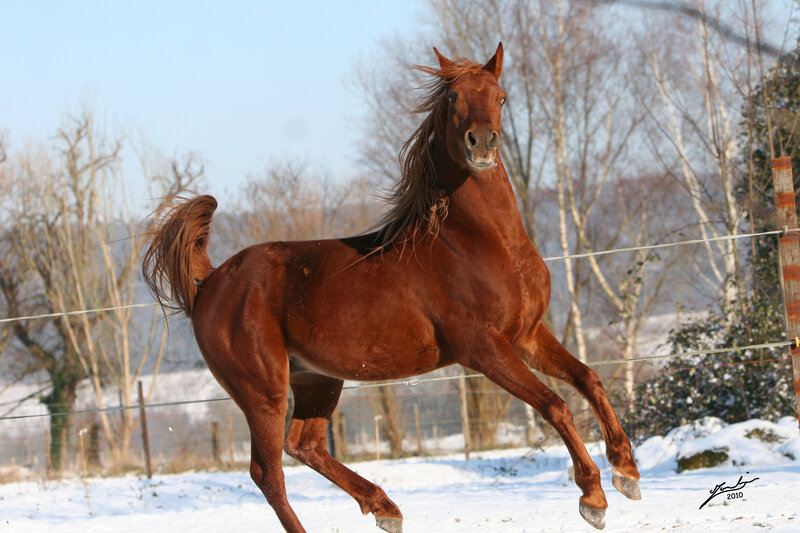 Chestnut Horse Running — Brown, Dynamic