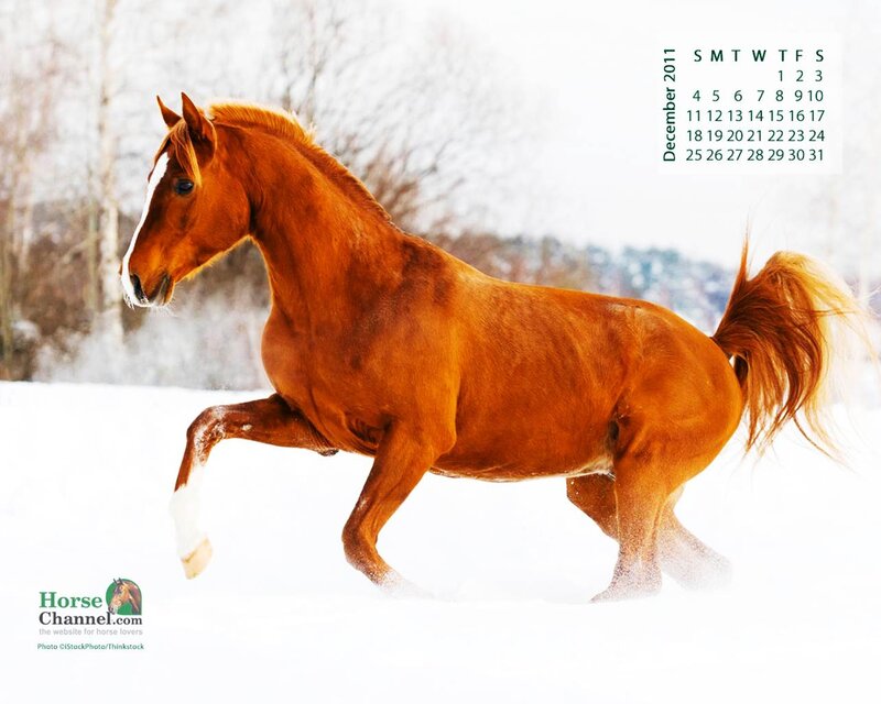 Chestnut Horse Running — Brown, Dynamic, Winter, Photograph, Snow, Calendar