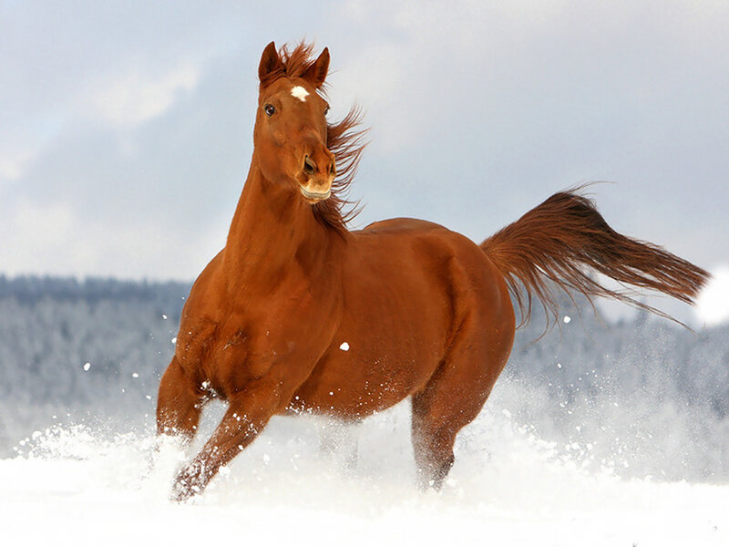Chestnut Horse Running — Brown, Dynamic, Winter, Photograph, Snow