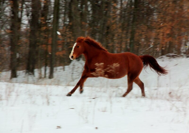 Chestnut Horse Running — Brown, Dynamic, Winter, Photograph, Snow, Trees, Fence