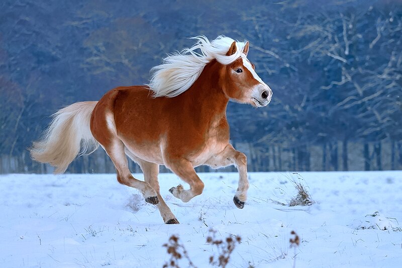 Chestnut Horse Running — Brown, Dynamic, Winter, Photograph, Snow, Trees