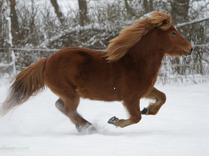 Chestnut Horse Running — Brown, Dynamic, Winter, Photograph