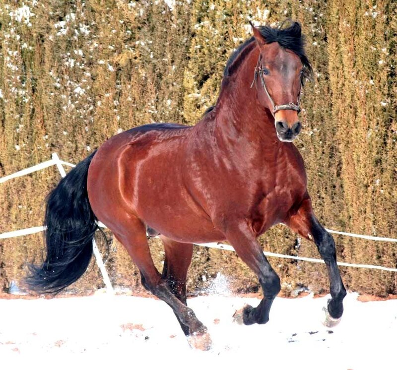 Chestnut Horse Running — Brown, Dynamic, Winter