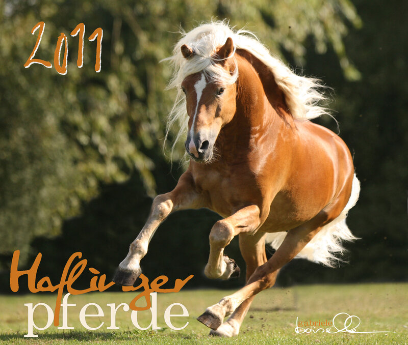 Chestnut Horse Running — Brown