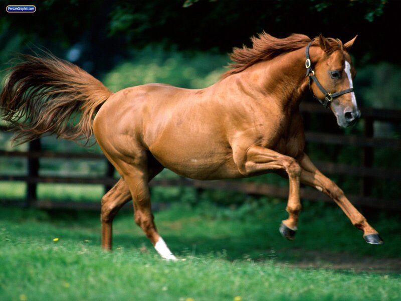 Chestnut Horse Running — Dynamic