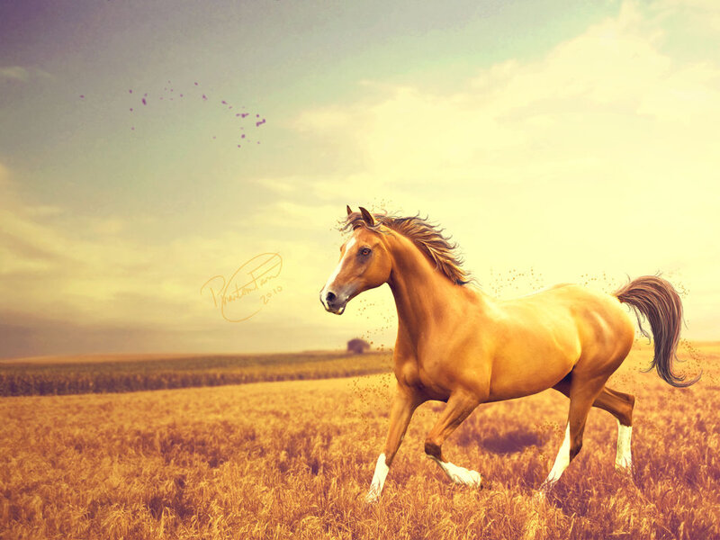 Chestnut Horse Running — Gold