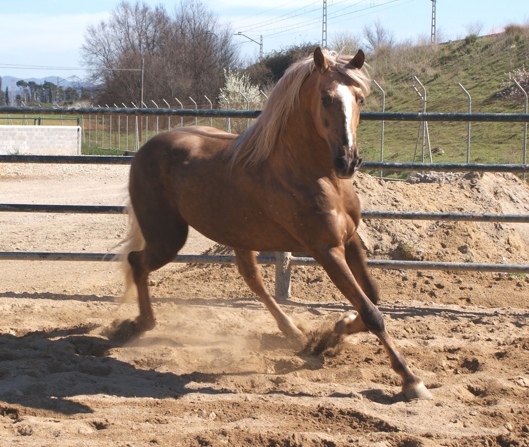 chestnut horse running in a paddock