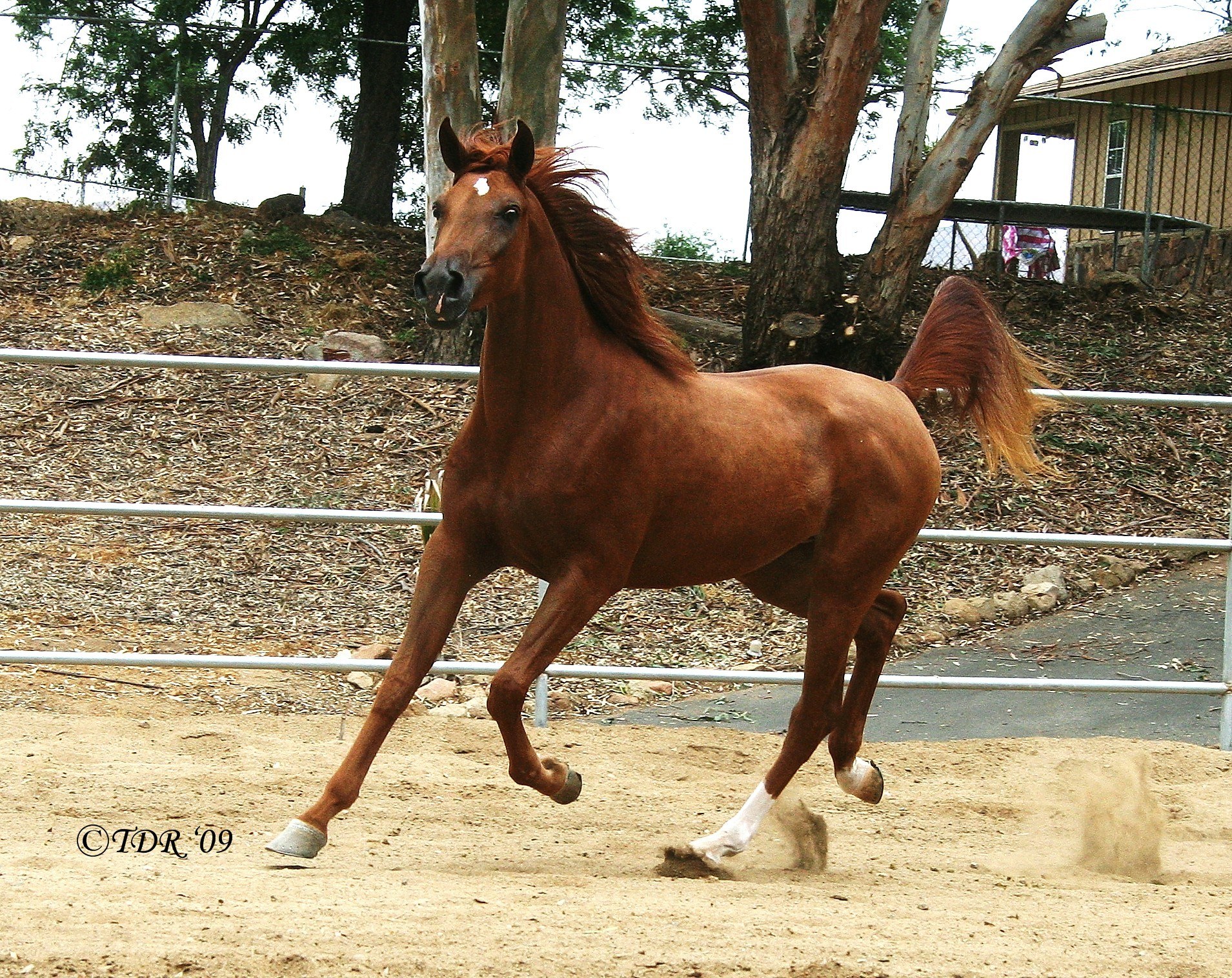 chestnut horse running in arena