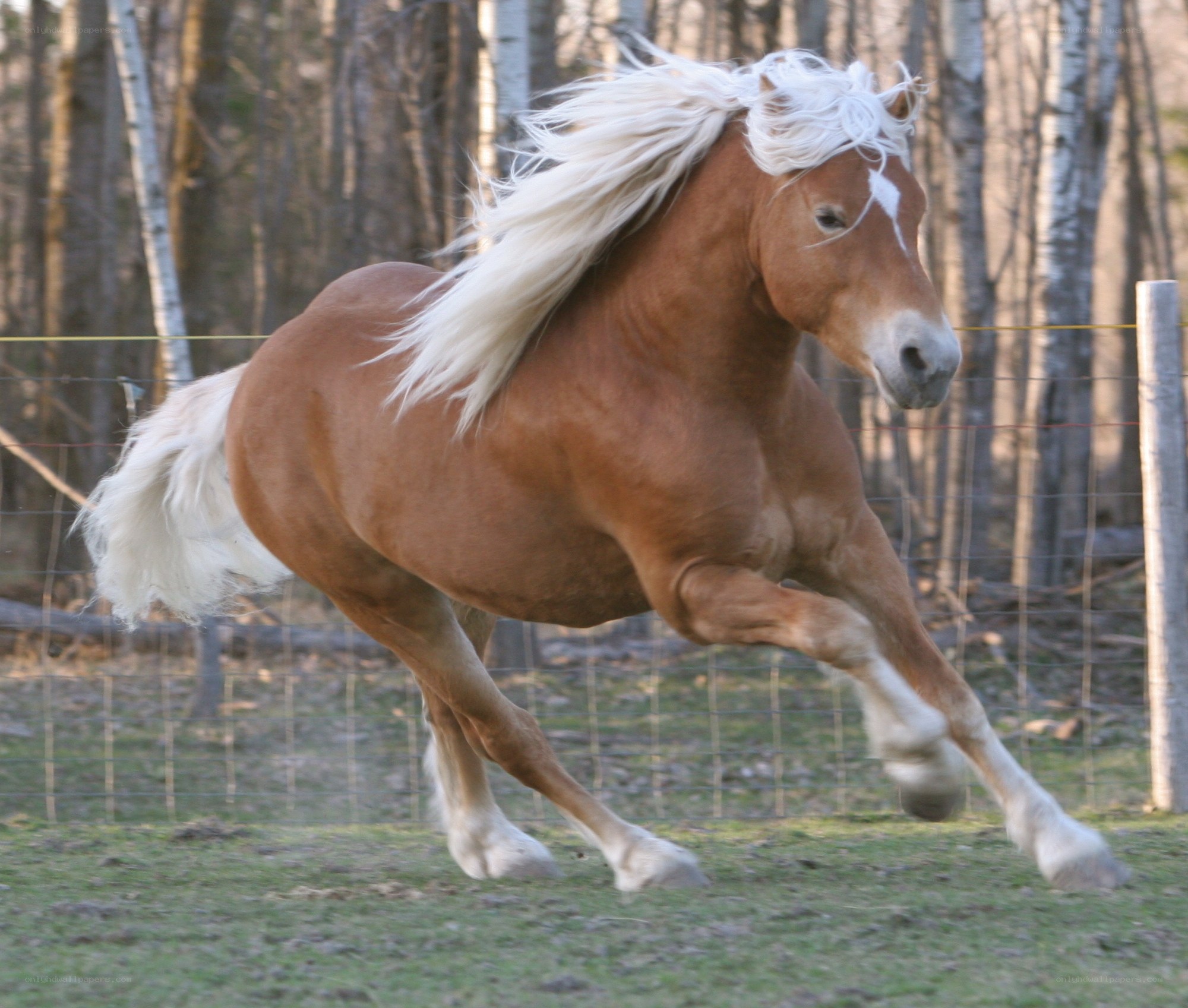 chestnut horse running in field