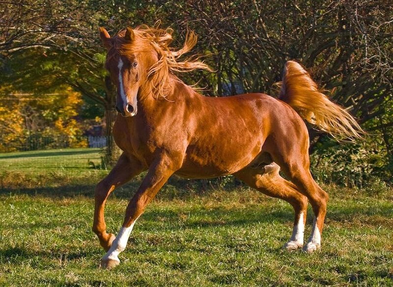 chestnut horse running in field