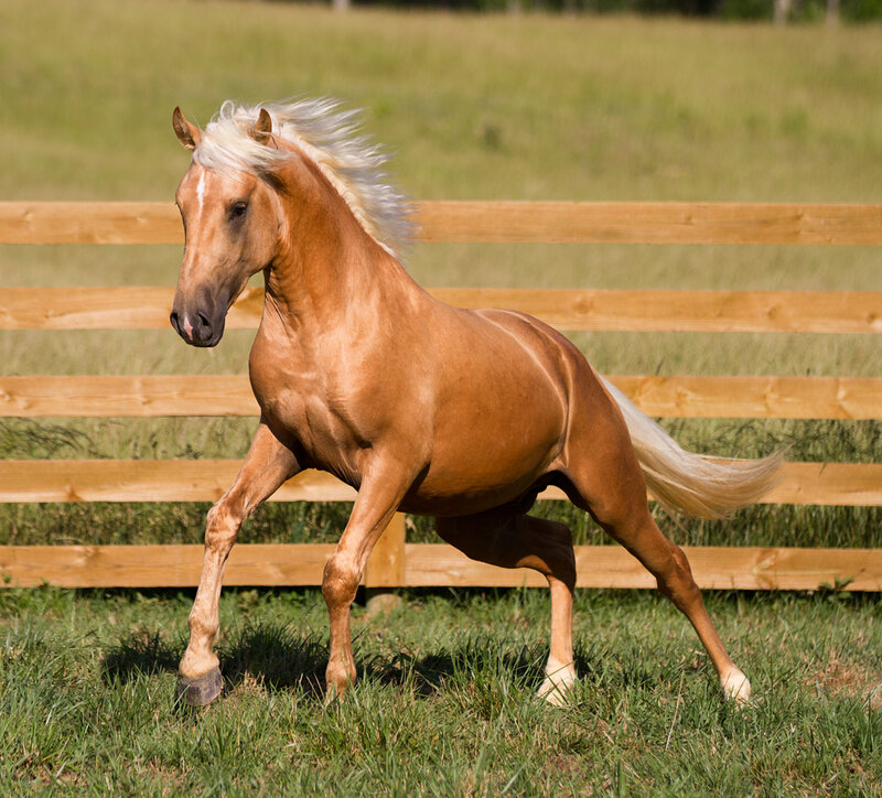 chestnut horse running in field