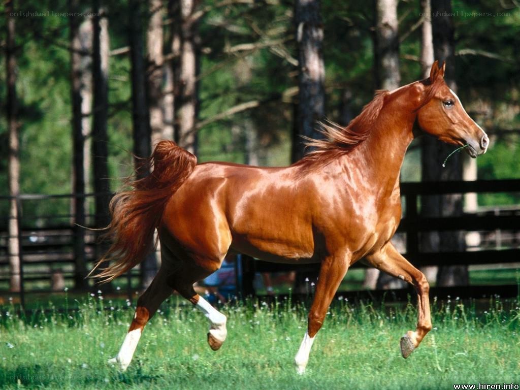 chestnut horse running in field