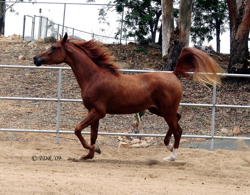 chestnut horse running in paddock