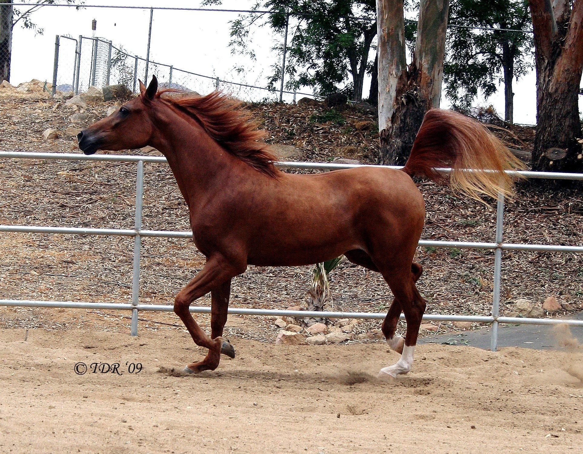 chestnut horse running in paddock