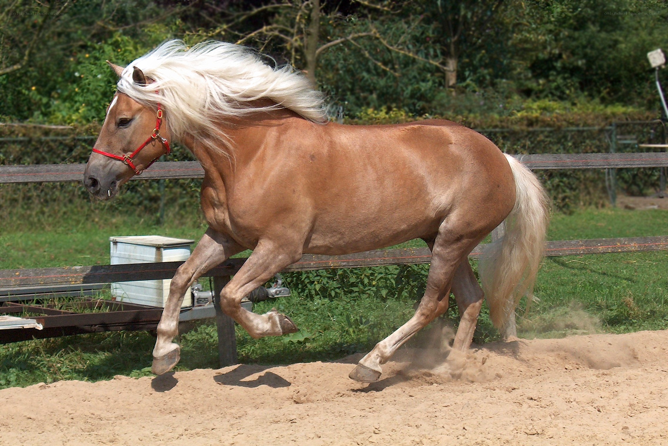 chestnut horse running in sand