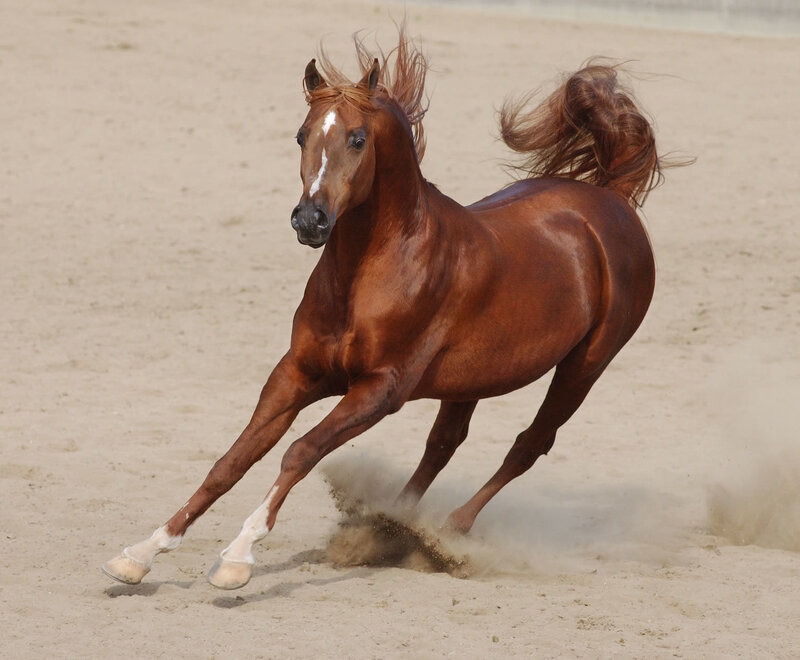 chestnut horse running on sand