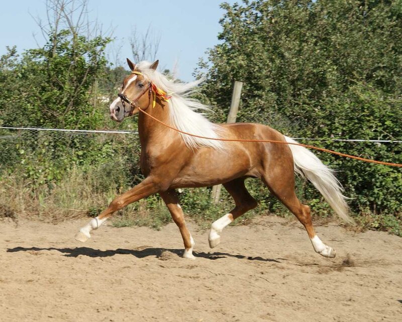 Chestnut Horse Running